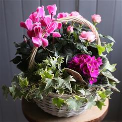 A Flowering Planted Basket