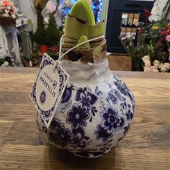 Amaryllis waxed blue &amp;white
