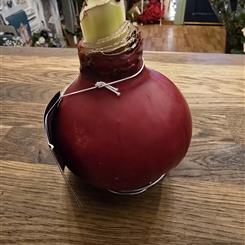 Red waxed Amaryllis 