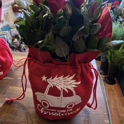 Red Rose plant in a gift bag