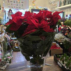 Huge poinsettia